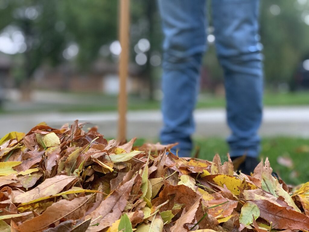 Leaf Cleanup Mason Michigan 